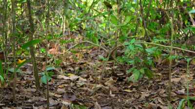 A female arrives
and he starts his routine, - Our Planet