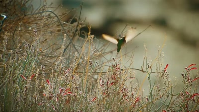 'A female Costa's hummingbird. - A Year on Planet Earth