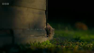 A female hedgehog. - Wild London