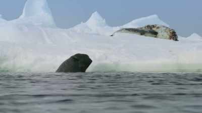 A female has just given birth. - Frozen Planet II