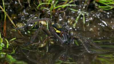 A female raft spider. - Wild Isles