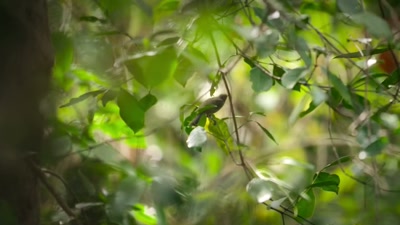 'A female... surely. - A Year on Planet Earth
