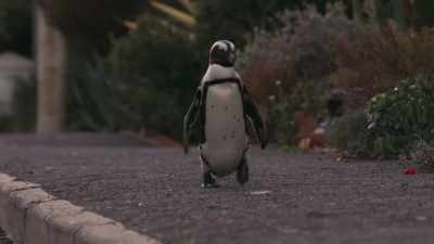 A few blocks away, - Penguin Town