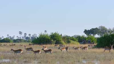 A few days later,
the crew had other visitors - In the Footsteps of Elephant