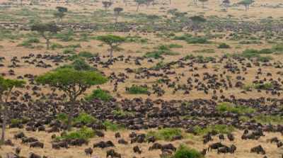 A few days after that... - David Attenborough: A Life on Our Planet