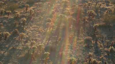 A few, however,
have spread northwards - Attenborough's Life in Colour