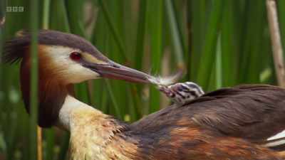 A few weeks later,
and the first chick appears, - Wild Isles