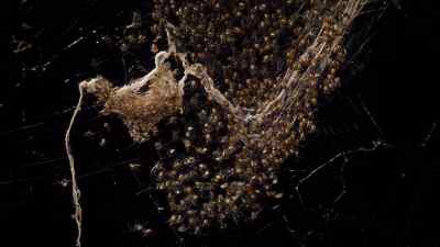 A few weeks later the young
emerge from it. - Micro Monsters with David Attenborough