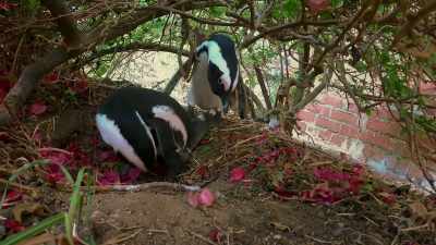 A finished nest already? - Penguin Town