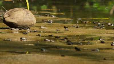 A fish that can walk. - Our Great National Parks