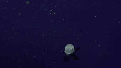 A fish with a transparent head, - Oceans: Our Blue Planet