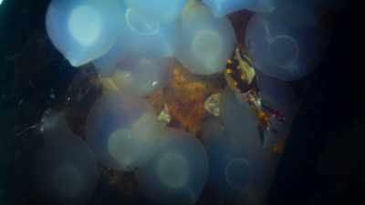 A flamboyant cuttlefish, - The Secret Lives of Animals