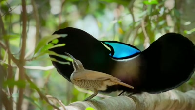 'A flutter of the wings - A Year on Planet Earth