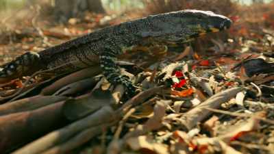 A forked tongue
tastes for prey wherever it hides. - Tiny World