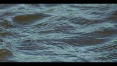 A four-eyed fish
with an appetite for adventure. - Our Oceans