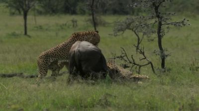 A fourth cheetah lends his weight and strength. - Chasing the Rains