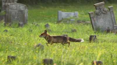 A fox wouldn't dare take on
a fully grown deer. - Wild Isles