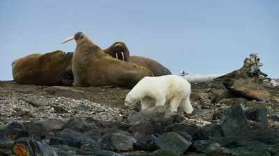 A full grown male walrus is gigantic, - Blue Planet II