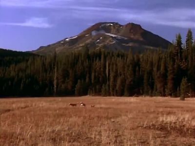 A full stomach sure feels good - Homeward Bound: The Incredible Journey
