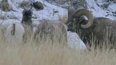 A fully grown ram
can weigh 300 pounds, - Yellowstone: One-Fifty