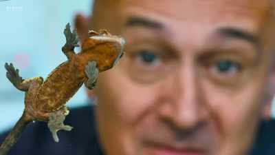 A gecko's feet are covered
with billions of tiny structures - Secrets of Size: Atoms to Supergalaxies