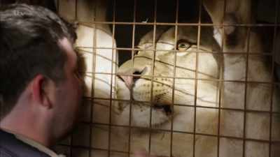 A genuine love for their pets, - Britain's Tiger Kings - On the Trail with Ross Kemp