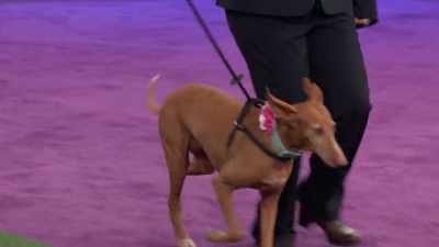 - ...a German Shepherd mix...
- Come on. Yes. Come on. - 2022 American Rescue Dog Show