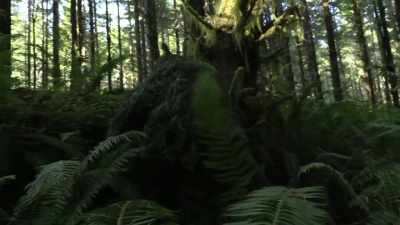  A ghillie suit will help yo - Expedition Bigfoot