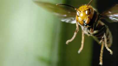 A giant Asian hornet, - Super/Natural