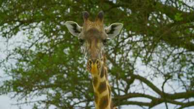 A giraffe is facing the unexplained
death of her baby. - Serengeti