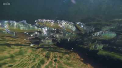 A glimpse into this
extraordinary migration - Wild Isles