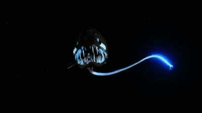 A glowing lure entices victims
into this dragonfish's terrifying teeth. - Our Planet