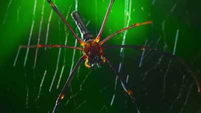 A golden orb spider, - The Secret Lives of Animals