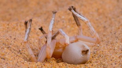 A golden wheel spider. - Tiny World