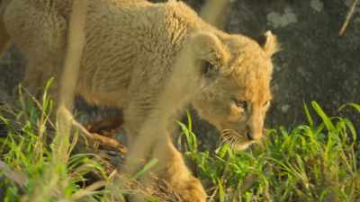 A good hunter
needs to learn how to choose his target... - Wild Babies