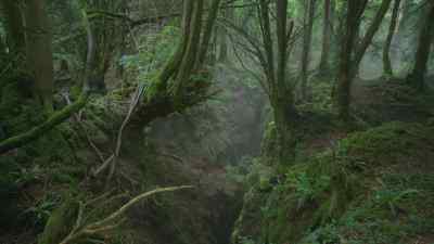 A good territory must have a place
in which to shelter. - Prehistoric Planet