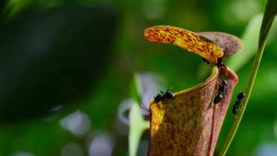 A gracilis pitcher plant - Our Planet