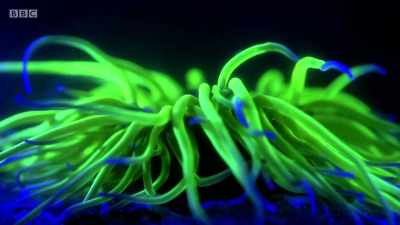 A green fluorescent protein,
found within their tentacles, - Wales: Land of the Wild