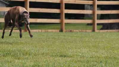A greyhound runs
up to 45 miles an hour. - Inside the Mind of a Dog