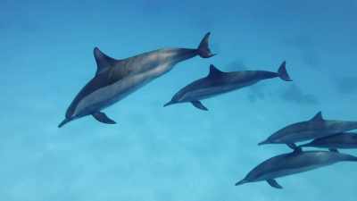 A group of dolphins is called a pod, - Absurd Planet