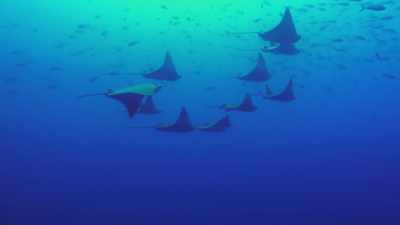 A group of stingrays is called a fever. - Absurd Planet