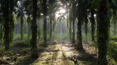 A habitat that is dead in comparison. - David Attenborough: A Life on Our Planet