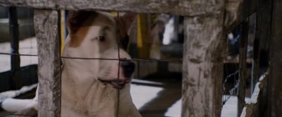 A hairless No an heiress - Beverly Hills Chihuahua