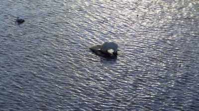 "A hard introduction to Seal River." - Secrets of the Whales