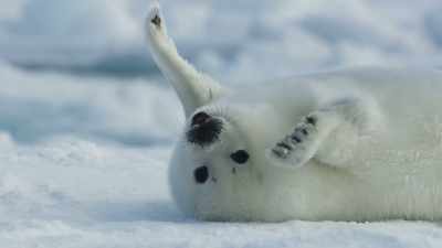 A harp seal pup. - Frozen Planet II