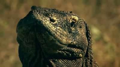 A HEAD LIKE A LIZARD
AND A HUGE BODY - Expedition Mungo