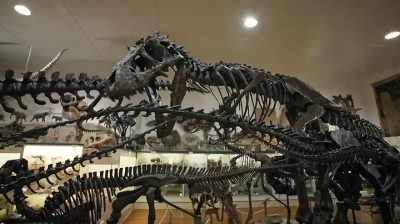 A HIGH-QUALITY SPECIMEN
COULD BRING MILLIONS AT AUCTION. - Dino Hunters