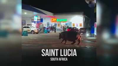 A hippo on a trip to the gas station. - The Year Earth Changed