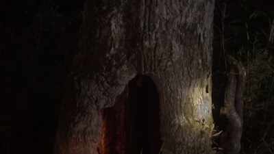 A hollow for your retreat! - Treasure Trackers