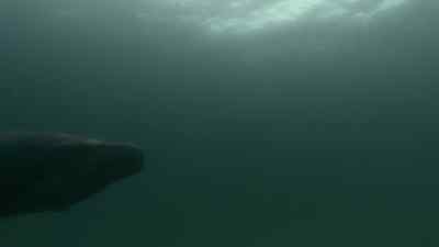 A huge mosasaur,
a deadly underwater hunter, - Prehistoric Planet